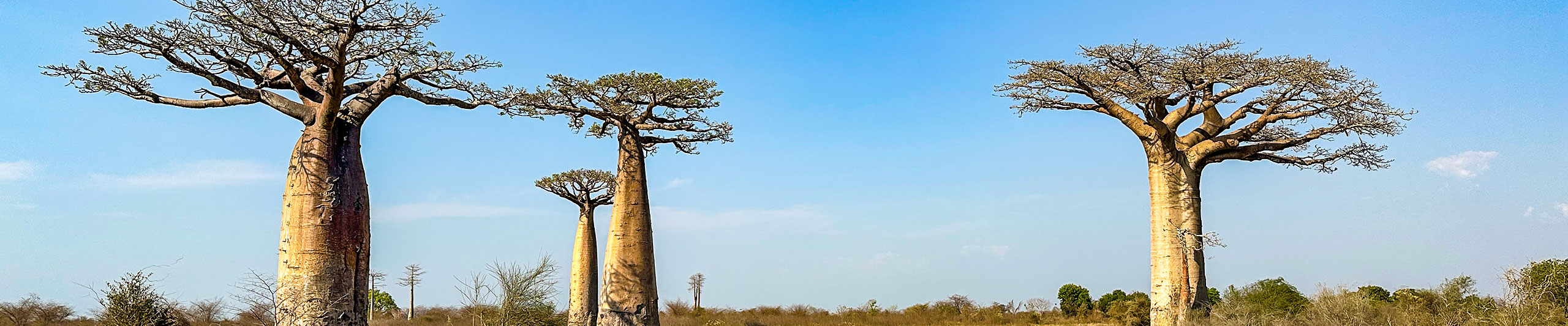 Avenue of the Baobabs