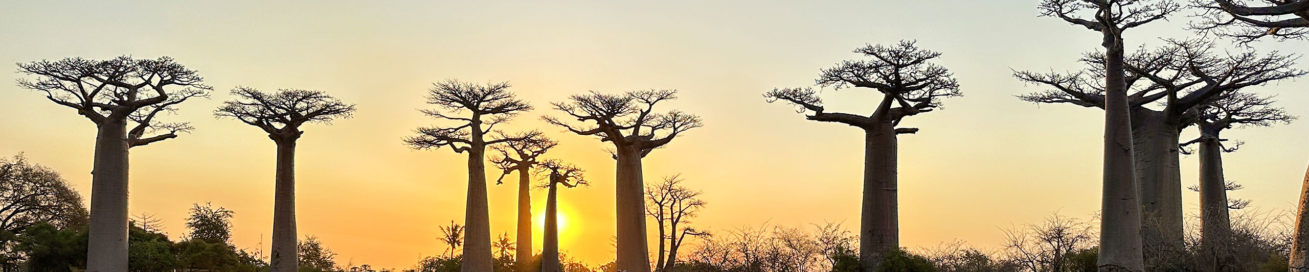 Avenue of the Baobabs