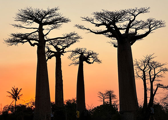 Baobabs in Sunset Time