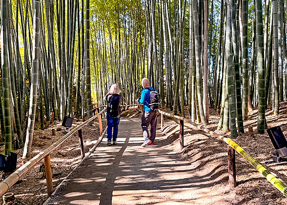 Bamboo Forest Path at Shuzenji Onsen