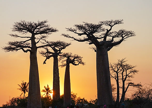 Avenue of the Baobabs