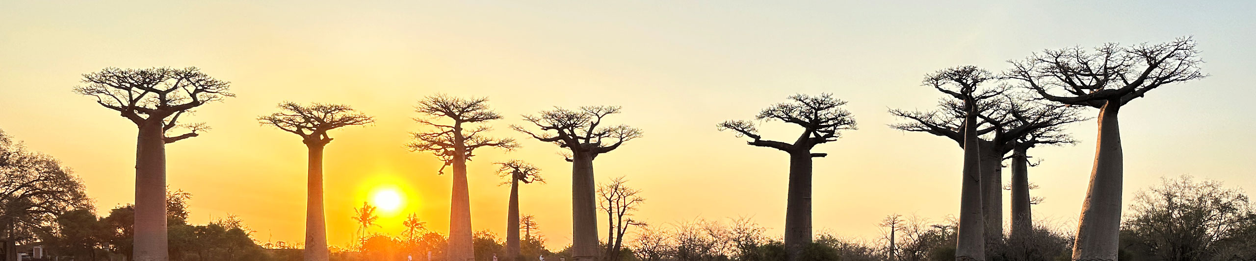 Avenue of the Baobabs