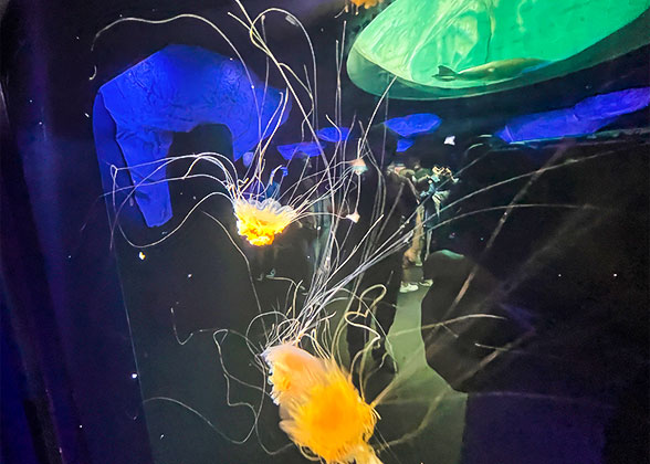 Beautiful jellyfish
