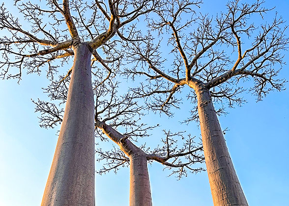 Huge Baobabs in Belo sur Mer
