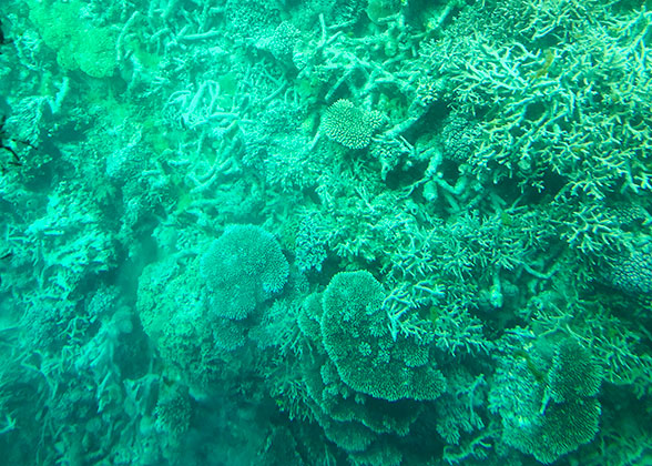 Coral Reefs in Belo sur Mer