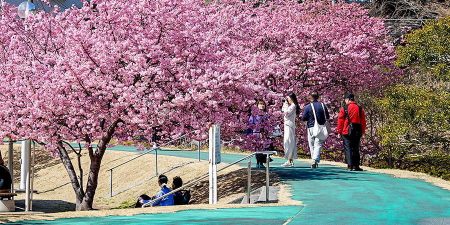 Best Time for Cherry Blossoms in Japan