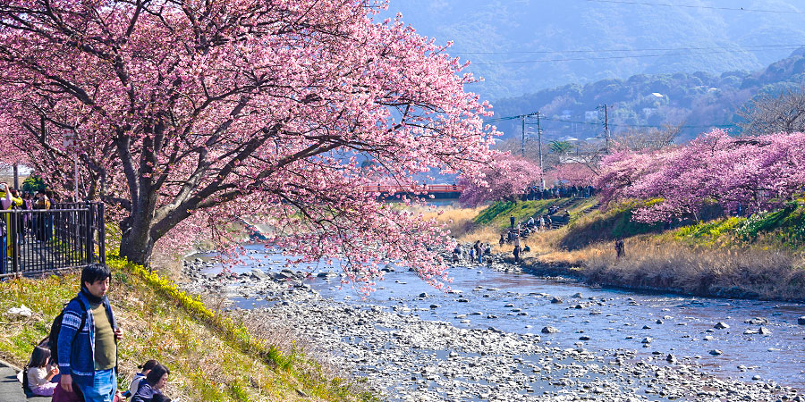 Cherry Blossoms in Japan