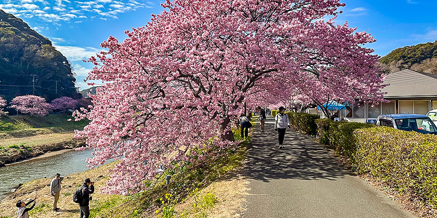 Best Time to Visit Tokyo