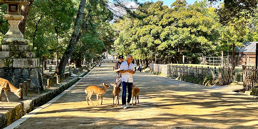 Deer in Nara Park
