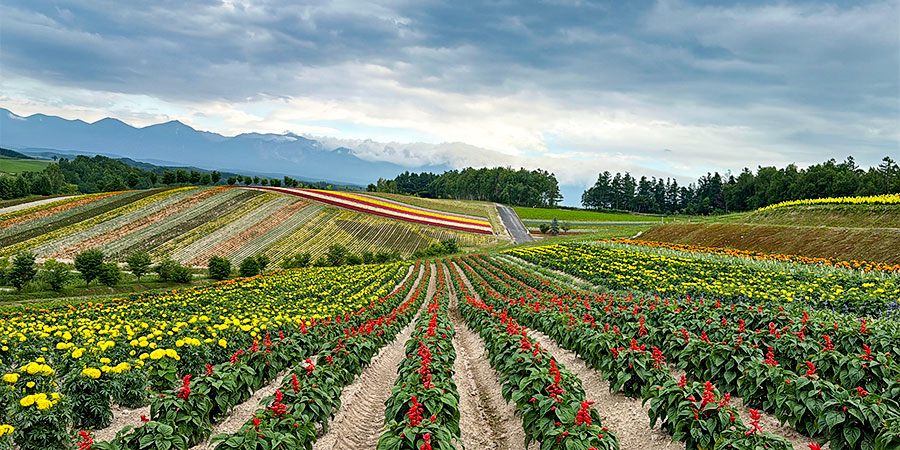 Biei Blooming with Colorful Flowers in June