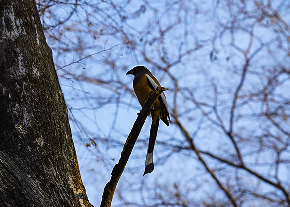 Beautiful Bird in National Park