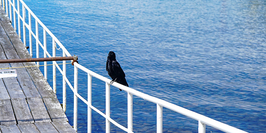 Bird around Lake Shikotsu