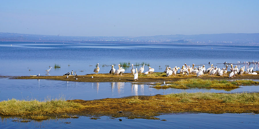 Birds in Ankarafantsika National Park