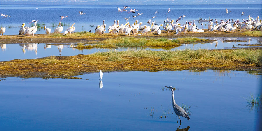 Birds in Ankaravantsika National Park