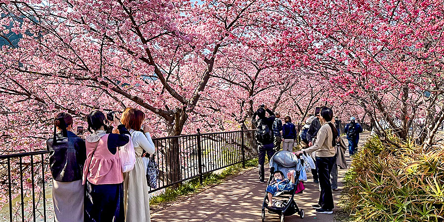Blooming Sakura in Lake Kawaguchi