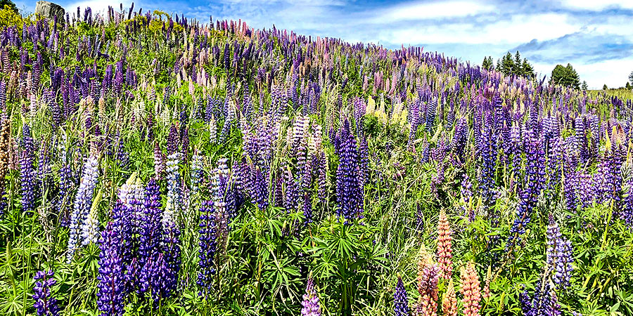 Flora Park