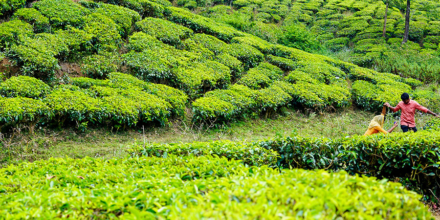 Tea Plantation