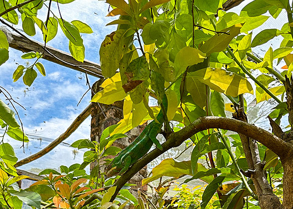 Amber Mountain National Park's Chameleon