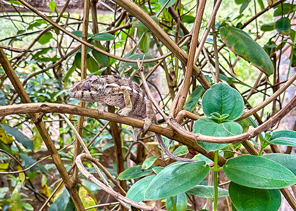 Chameleon in Ankarafantsika National Park