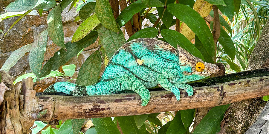 Chameleon in Brilliabt Colors