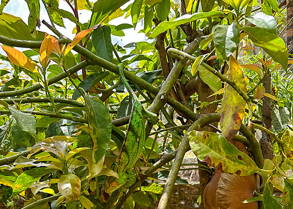 Chameleons in National Parks of Antsiranana