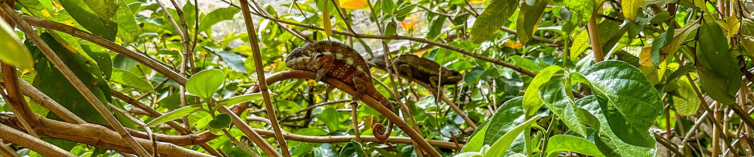 Chameleons in National Park of Mahajanga