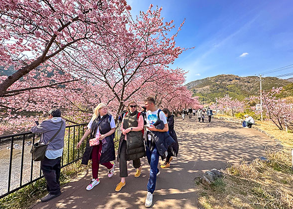 Cherry Blossom in Japan