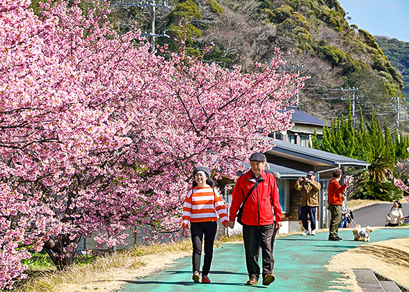 Cherry Blossom in Japan