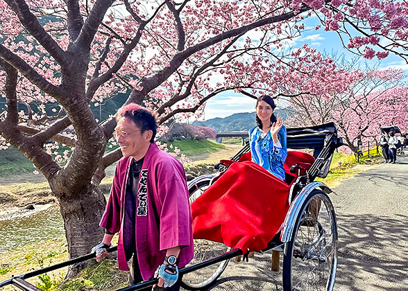 Cherry Blossom in Japan