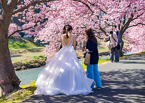 Cherry Blossom in Japan