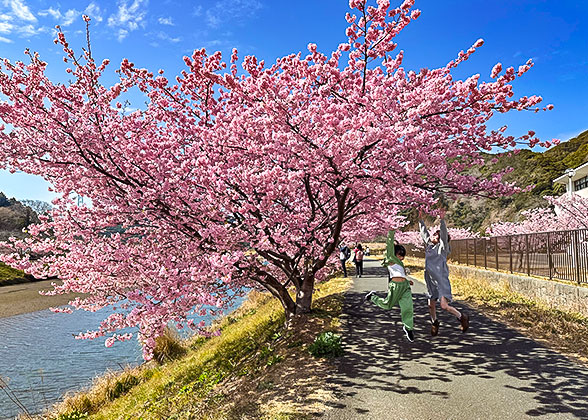 Cherry Blossom in Japan