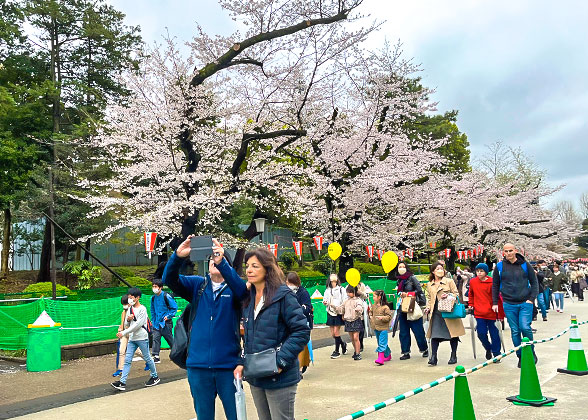 Cherry Blossoms in Japan