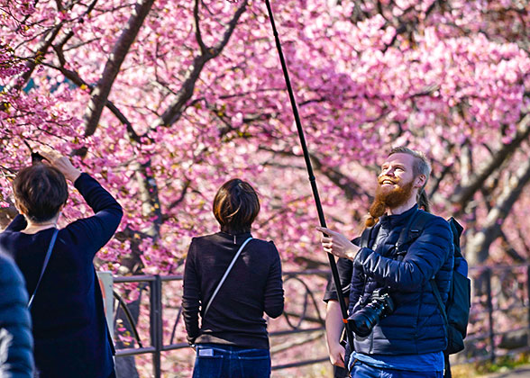 Cherry Blossom in Matsumae