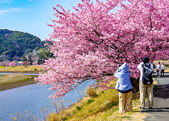 Cherry Blossoms in Takayama