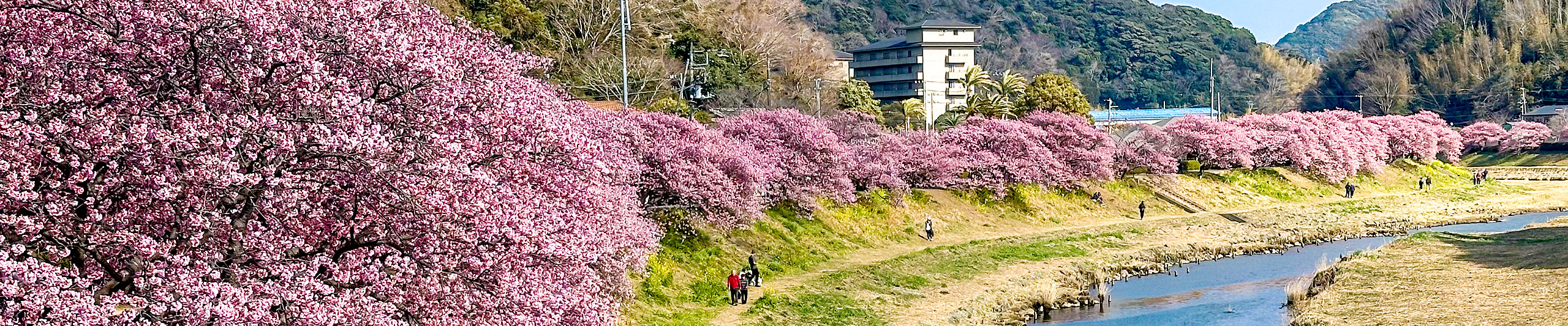 Blooming Cherry Blossoms in Tokyo in March Blooming Cherry Blossoms in Tokyo in March