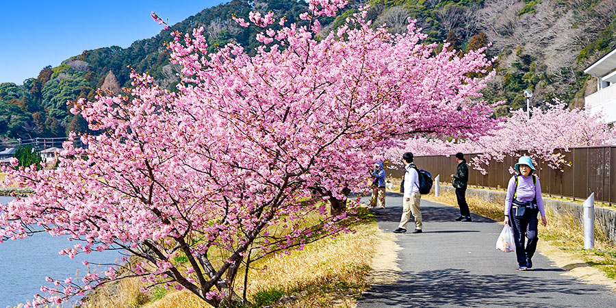 Cherry Blossoms in April