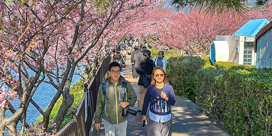 Cherry Blossoms in Fukuoka in March