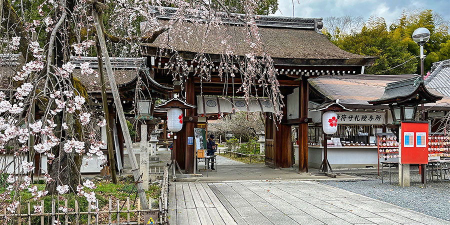 Cherry Blossoms in Heian Shrine