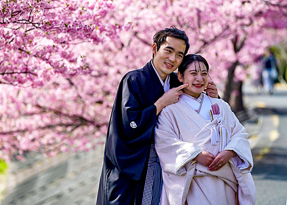 Cherry blossoms at Himeji Castle