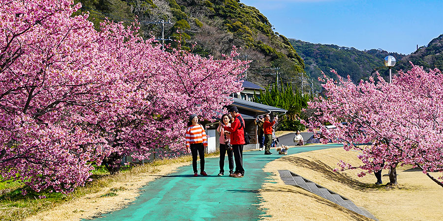 See Sakura in Japan in March
