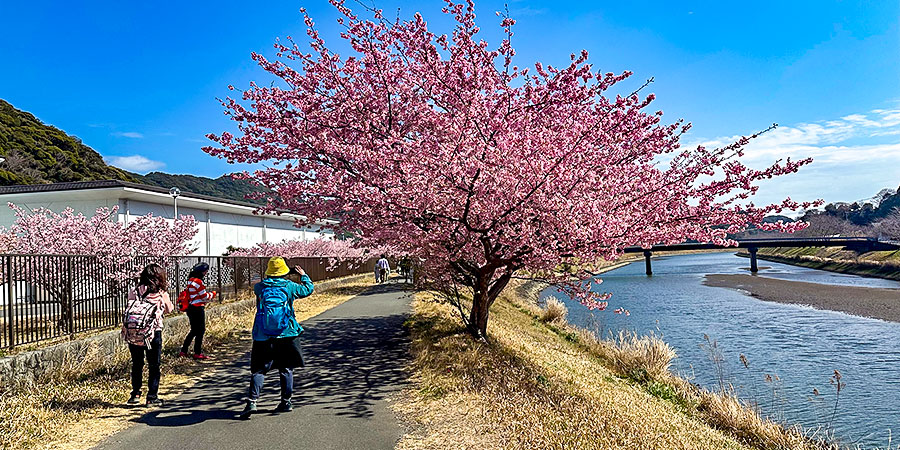 Best Time for Cherry Blossoms