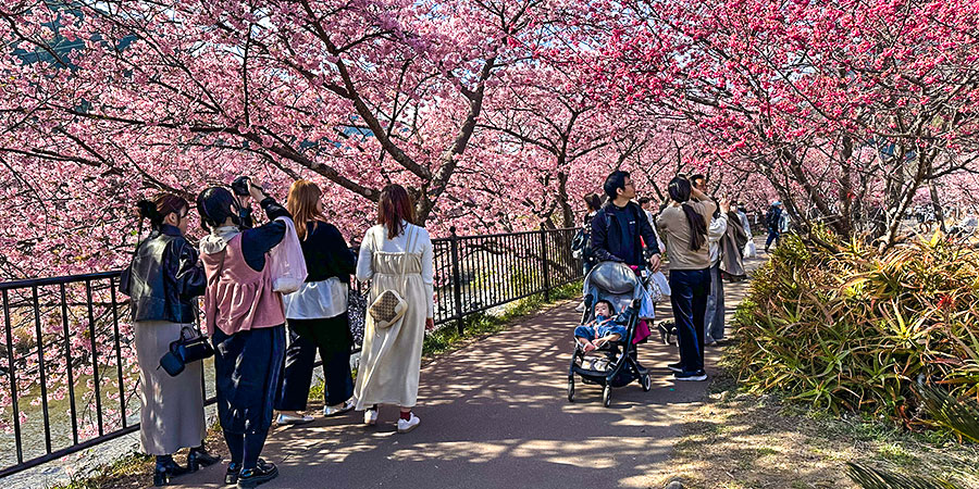 Cherry Blossoms in Wakayama Castle