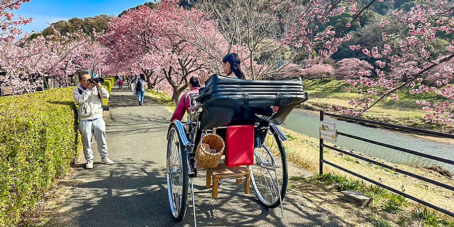 Late Cherry Blossoms in Japan in May