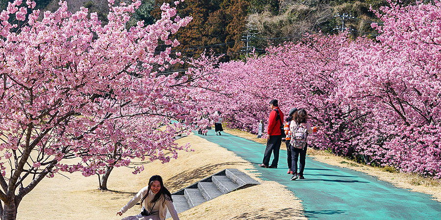 Cherry blossoms at Kaguraoka Park