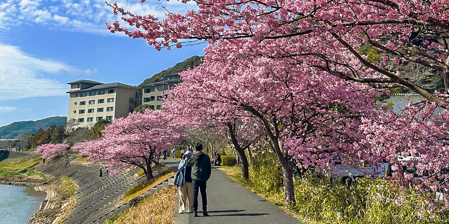 Cherry Blossoms Season in Japan