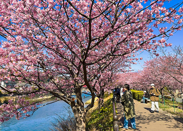 Cherry Blossoms in Korakuen Garden, Okayama