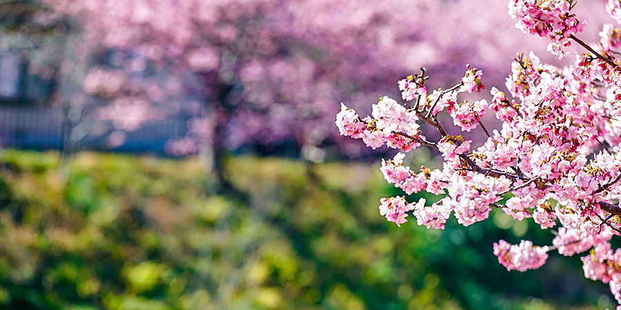 Cherry blossoms at Mountain Tenguyama