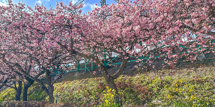 Cherry Blossoms in Osaka in April