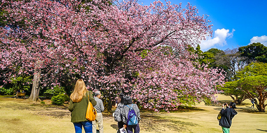 Shinjuku Gyoen National Garden