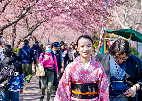 Cherry blossoms at Shukkeien Garden